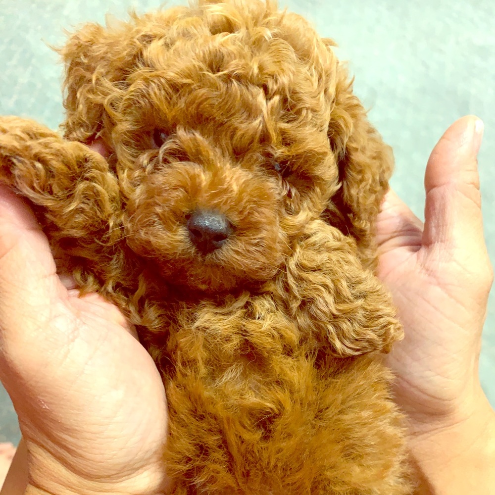 Toy Poodle